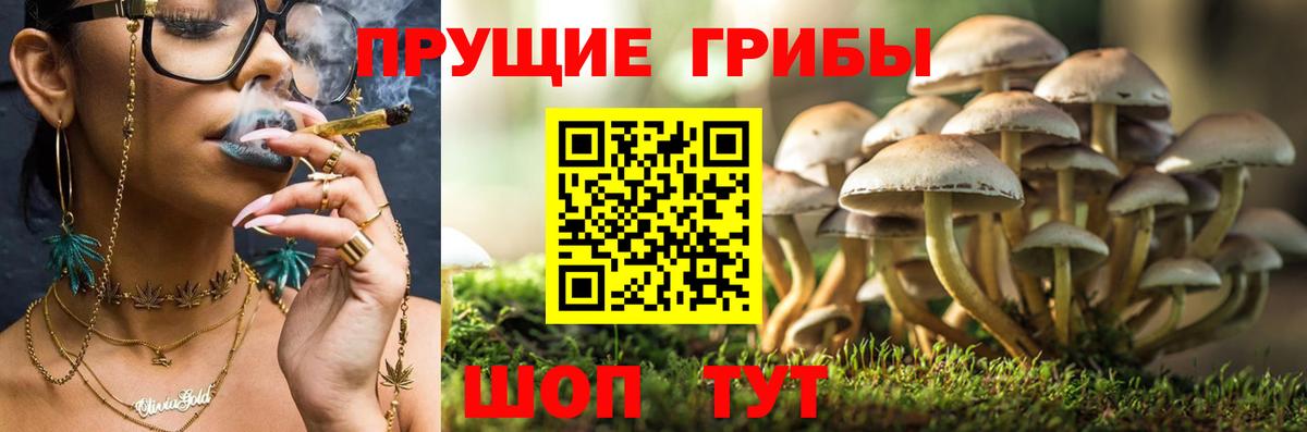 Тольятти  Галлюциногенные грибы Psilocybe  Вход с VPN 